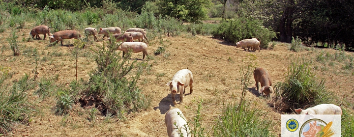 Foto van varkens van de Groene Zoom